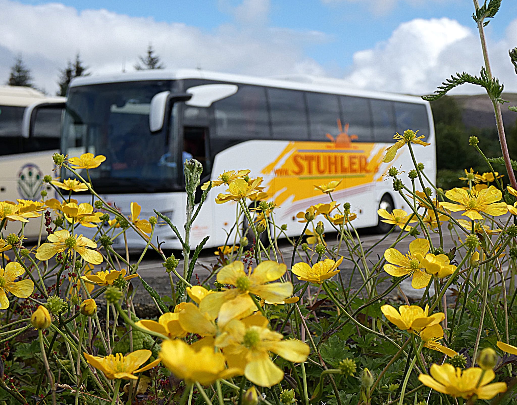 Ein Feld mit Butterblumen, dahinter ein Reisebus.